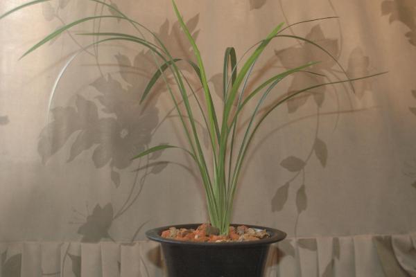 建蘭怎么養 建蘭養殖方法與注意事項