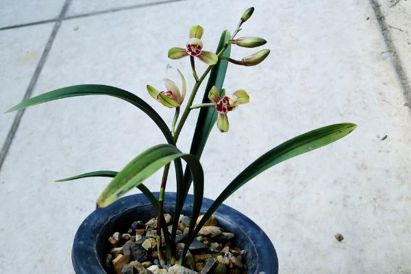建蘭怎么養 建蘭養殖方法與注意事項