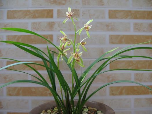 建蘭怎么養 建蘭養殖方法與注意事項