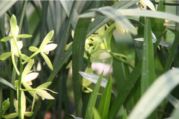 建蘭怎么養 建蘭養殖方法與注意事項