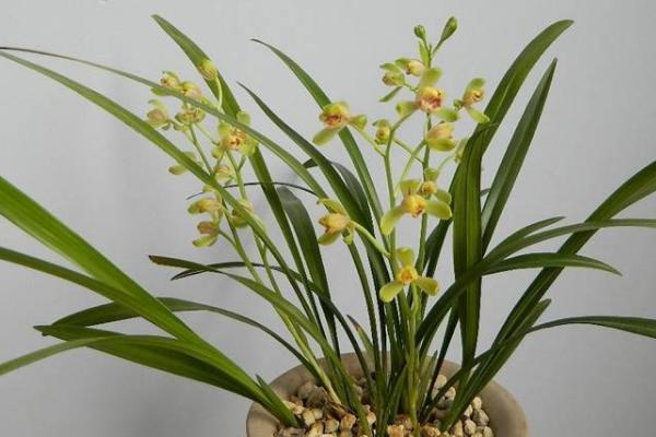 建蘭怎么養 建蘭養殖方法與注意事項