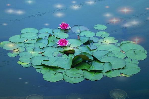 睡蓮種子市場價格多少錢一斤 睡蓮種子怎么種