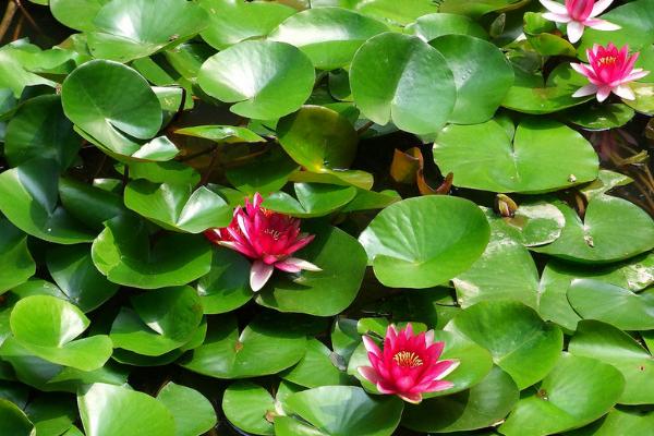 睡蓮種子怎么開口 睡蓮發(fā)芽后怎么養(yǎng)