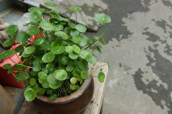 銅錢草能放在魚缸嗎 銅錢草為什么不能隨便養