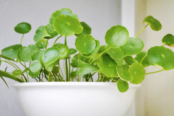 銅錢草有毒嗎 銅錢草能放在室內臥室嗎