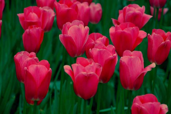 郁金香種球保存方法 郁金香種球什么時候發芽