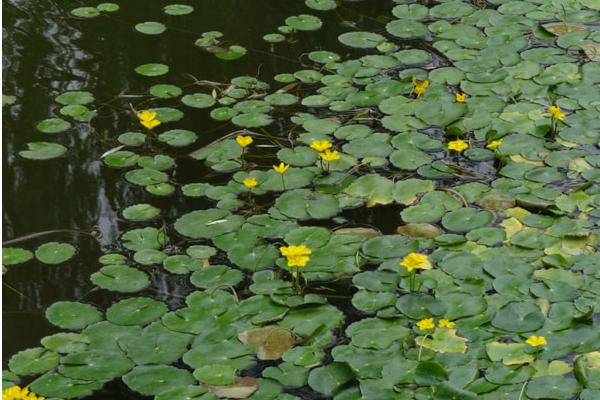 荇菜的功效與作用 荇菜怎么做好吃