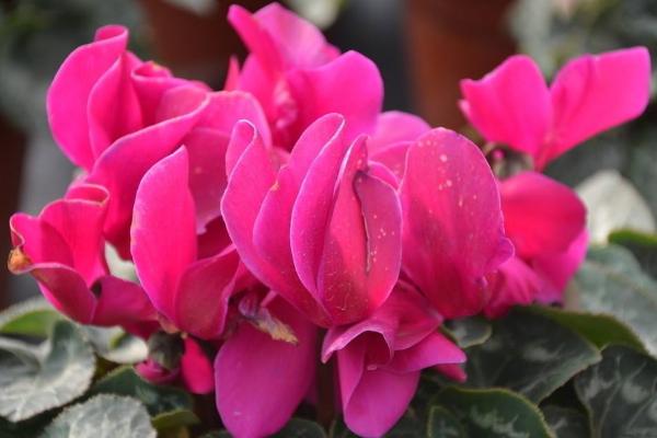 仙客來葉子發(fā)黃變黑怎么辦 仙客來掉葉子的解決方法