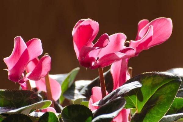 仙客來怎么養(yǎng) 仙客來養(yǎng)殖方法與注意事項(xiàng)