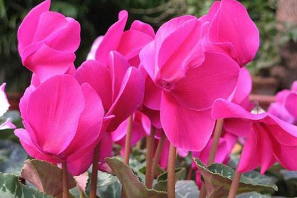 仙客來怎么養 仙客來養殖方法與注意事項