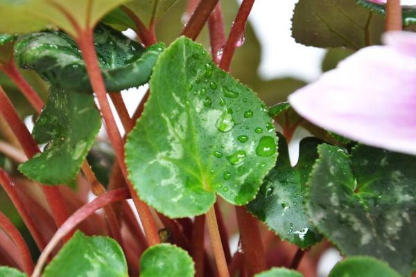 仙客來怎么養 仙客來養殖方法與注意事項
