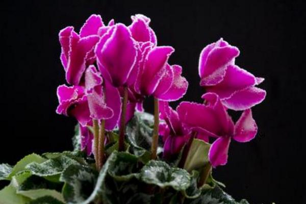 仙客來怎么養 仙客來養殖方法與注意事項