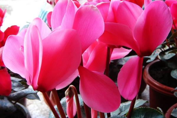 仙客來怎么養 仙客來養殖方法與注意事項