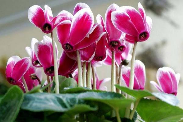 仙客來怎么養 仙客來養殖方法與注意事項