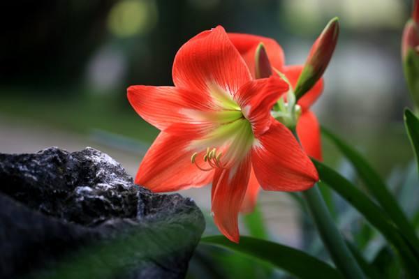 朱頂紅有毒嗎 朱頂紅能放在室內(nèi)臥室嗎