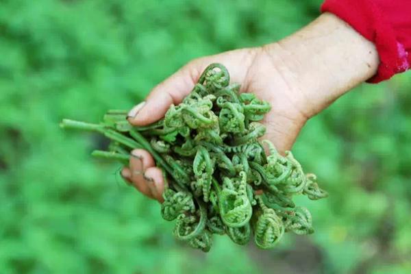 水蕨菜和山蕨菜的區別是什么 水蕨菜有什么營養價值