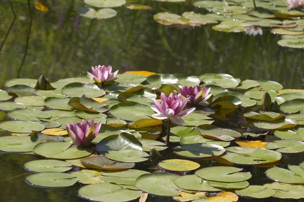 睡蓮是荷花嗎 睡蓮和荷花的區(qū)別是什么