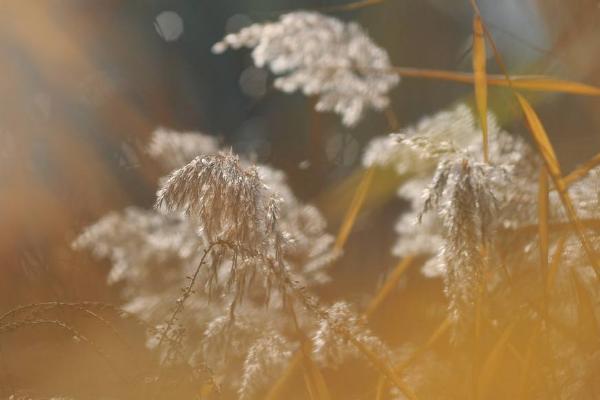 蘆葦圖片大全 蘆葦的花語及寓意