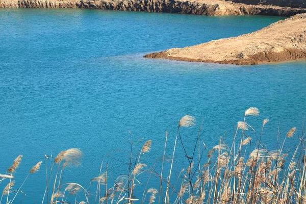 蘆葦圖片大全 蘆葦的花語及寓意