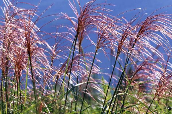 蘆葦圖片大全 蘆葦的花語及寓意