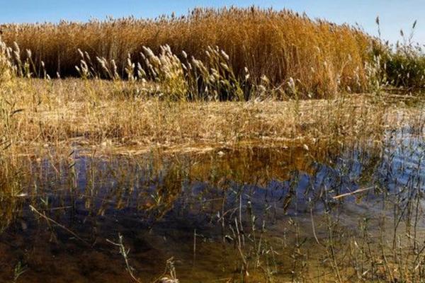 蘆葦圖片大全 蘆葦的花語及寓意