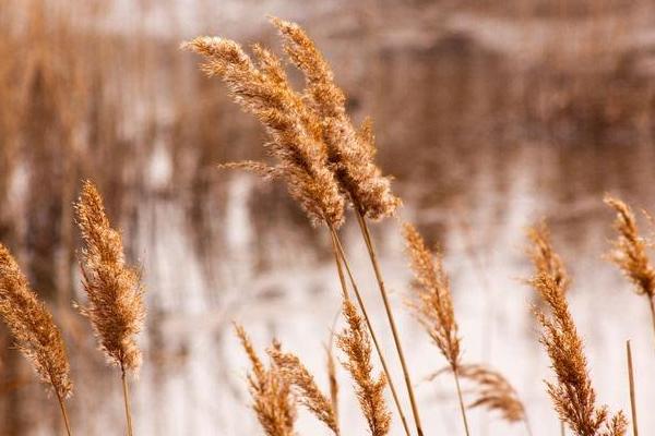蘆葦圖片大全 蘆葦的花語及寓意