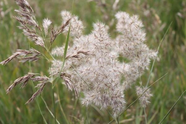 蘆葦圖片大全 蘆葦的花語及寓意