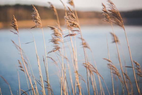 蘆葦圖片大全 蘆葦的花語及寓意