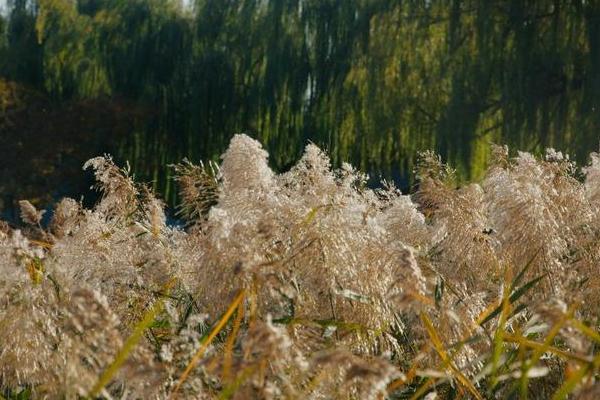 蘆葦圖片大全 蘆葦的花語及寓意