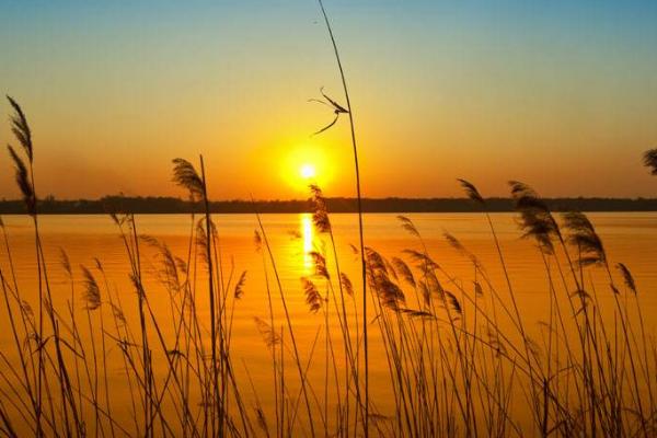 蘆葦圖片大全 蘆葦的花語及寓意