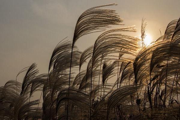 蘆葦圖片大全 蘆葦的花語及寓意
