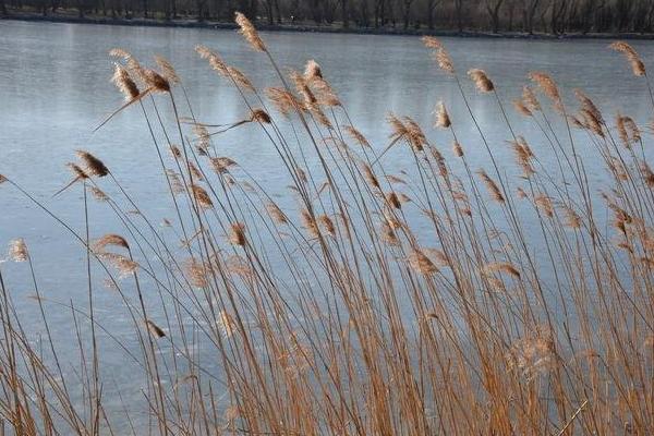 蘆葦圖片大全 蘆葦的花語及寓意