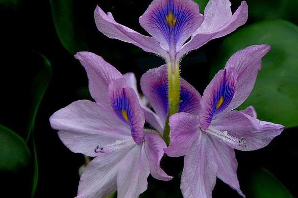 鳳眼藍有毒嗎 鳳眼藍功效與作用