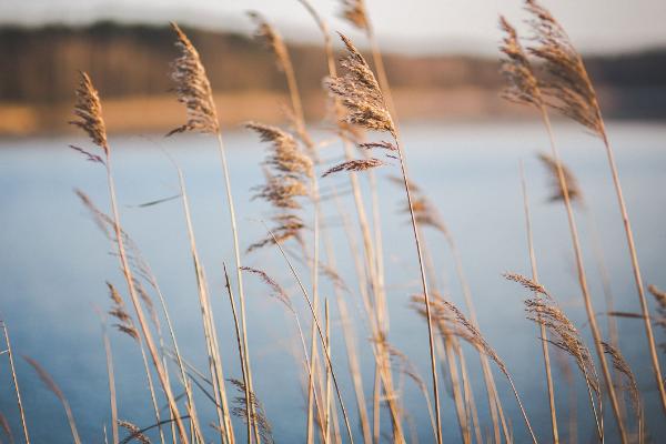 蘆葦根的功效與作用及禁忌 蘆葦根藥用價值