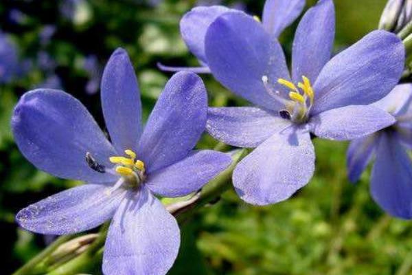 雨久花和梭魚草的區別是什么  雨久花的功效和作用