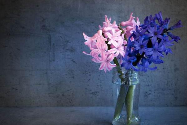 風信子有毒嗎 風信子能放在室內臥室嗎