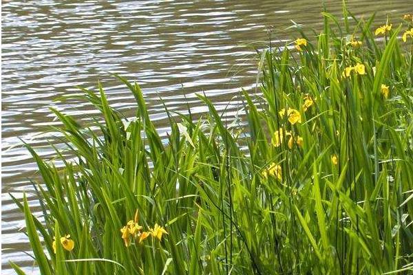 菖蒲的功效與作用及禁忌 菖蒲藥用價值