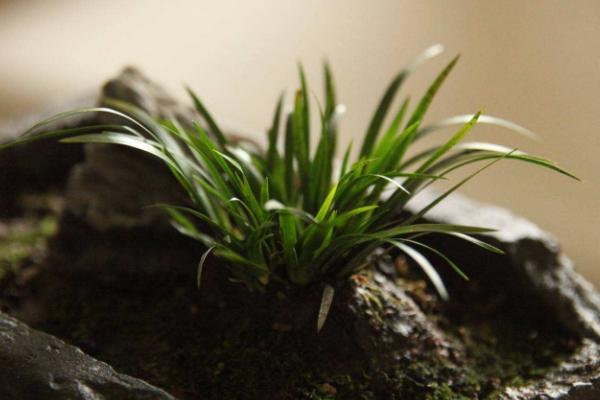 菖蒲盆景怎么養 菖蒲養殖方法與注意事項