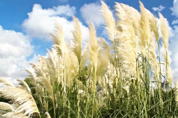 蘆葦什么時候開花（幾月）  蘆葦的作用和價值