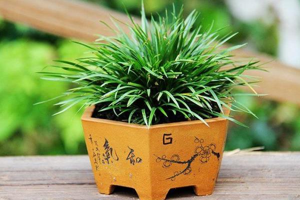 水菖蒲市場價格多少錢一斤 菖蒲有毒嗎