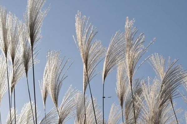 蘆葦什么時候開花(幾月) 蘆葦?shù)淖饔煤蛢r值