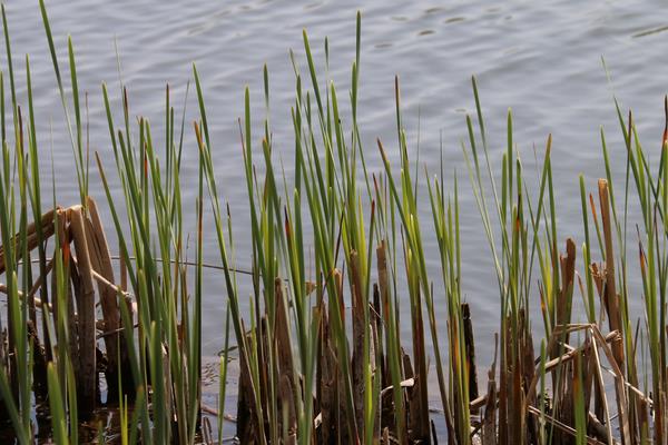 蘆葦什么時候開花(幾月) 蘆葦?shù)淖饔煤蛢r值