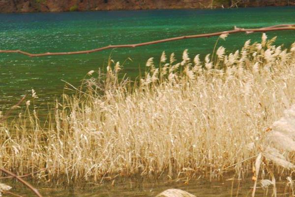 蘆葦什么時候開花(幾月) 蘆葦?shù)淖饔煤蛢r值