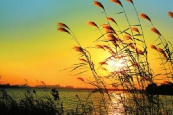 蘆葦什么時候開花(幾月) 蘆葦?shù)淖饔煤蛢r值