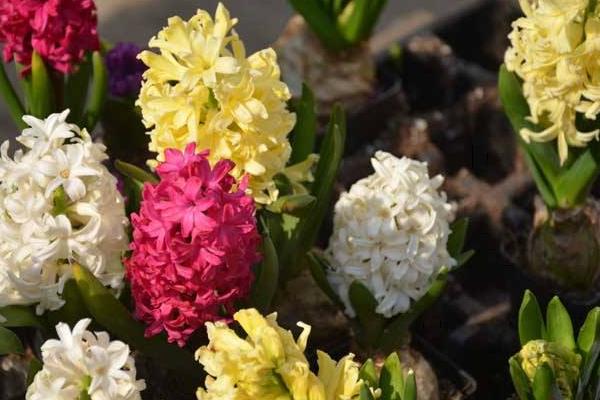 風信子圖片大全 風信子花語及寓意