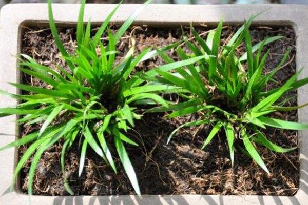 水菖蒲市場價格多少錢一斤 菖蒲有毒嗎