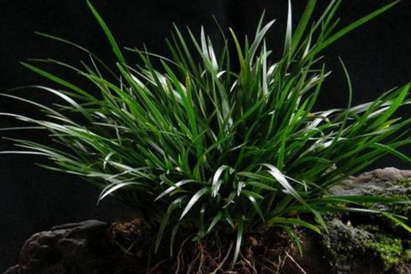 水菖蒲市場價格多少錢一斤 菖蒲有毒嗎