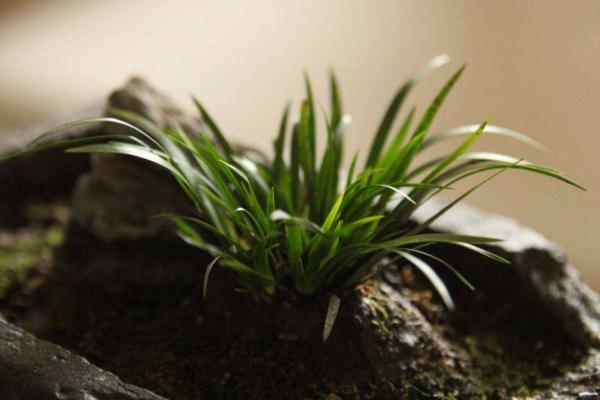 水菖蒲市場價格多少錢一斤 菖蒲有毒嗎