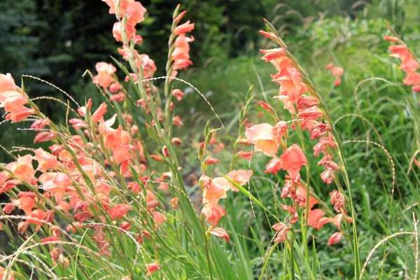 水菖蒲市場價格多少錢一斤 菖蒲有毒嗎