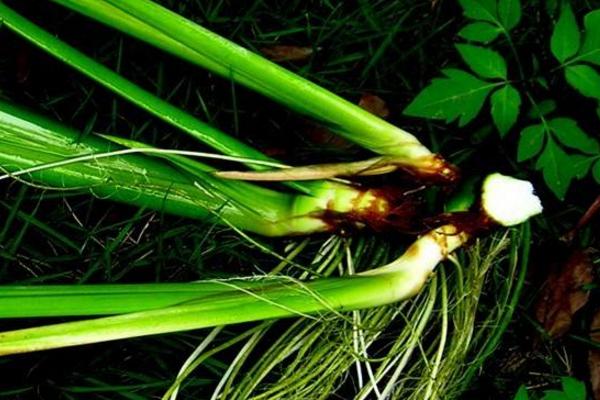 水菖蒲市場價格多少錢一斤 菖蒲有毒嗎